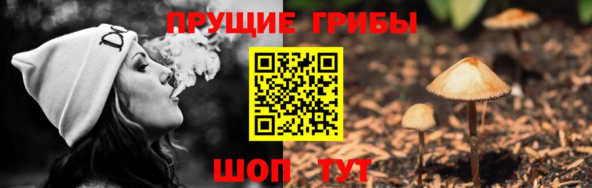 закладка  Вход с VPN  Курчатов  Галлюциногенные грибы Cubensis  Галлюциногенные грибы прущие грибы 